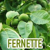 Fernette Ceviz Fidanı