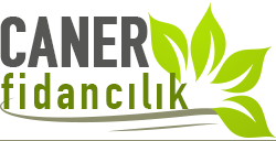Caner Ceviz Fidancılık