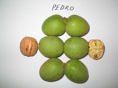 pedro