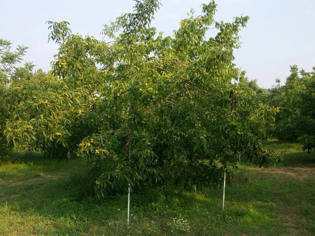 ceviz bahceleri