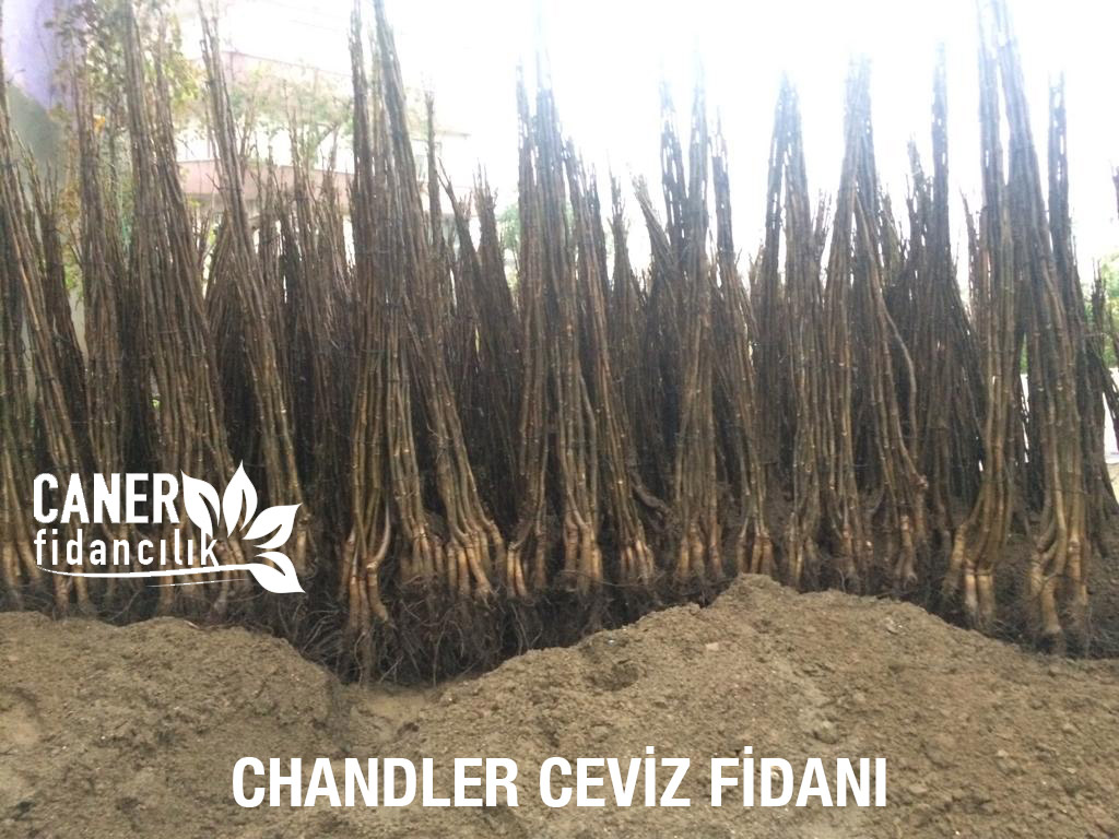 chandler ceviz fidani dikimi 1