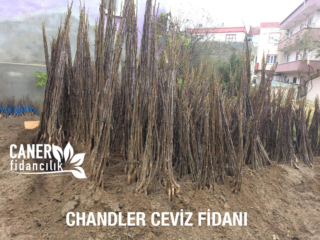 chandler ceviz fidani dikimi 5