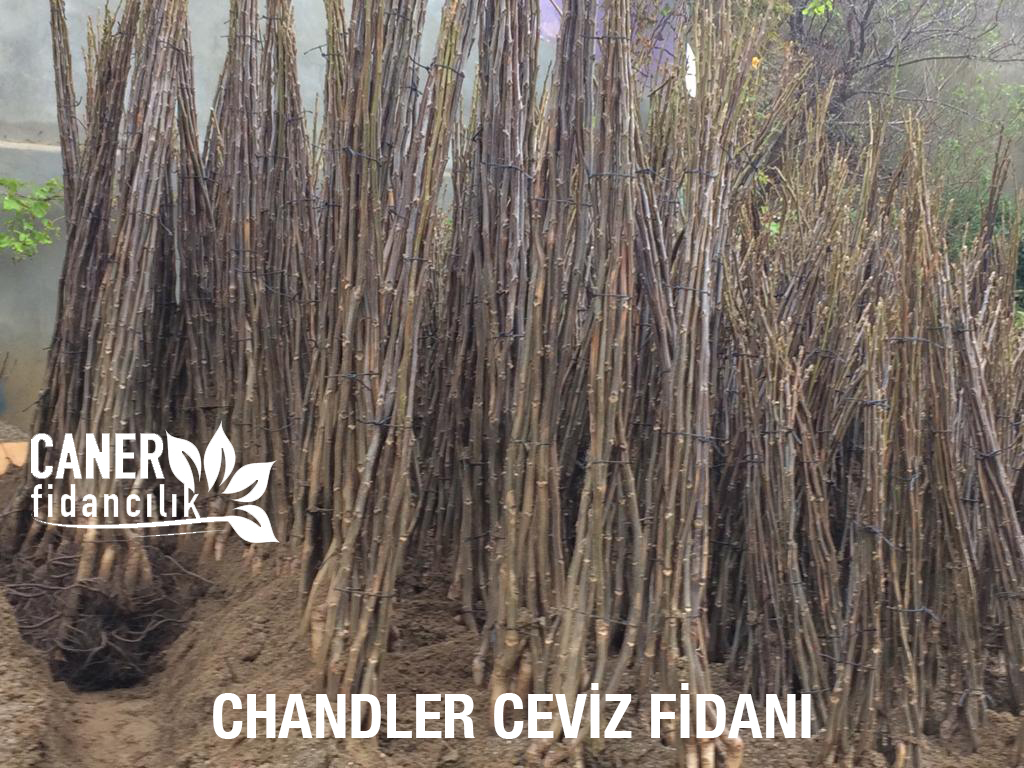 chandler ceviz fidani fiyatlari