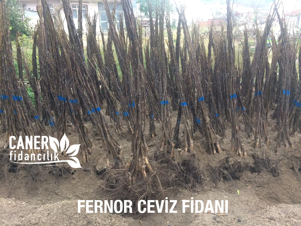 fernor ceviz fidani fiyatlari