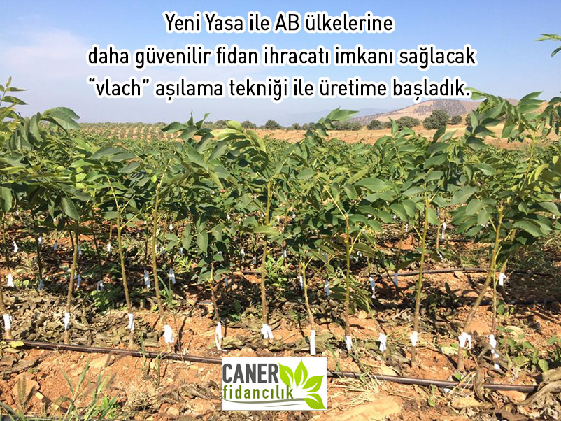 vlach asilima ceviz fidani